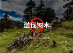 滥伐林木蓄积量及破坏林地面积是否需要司法鉴定？